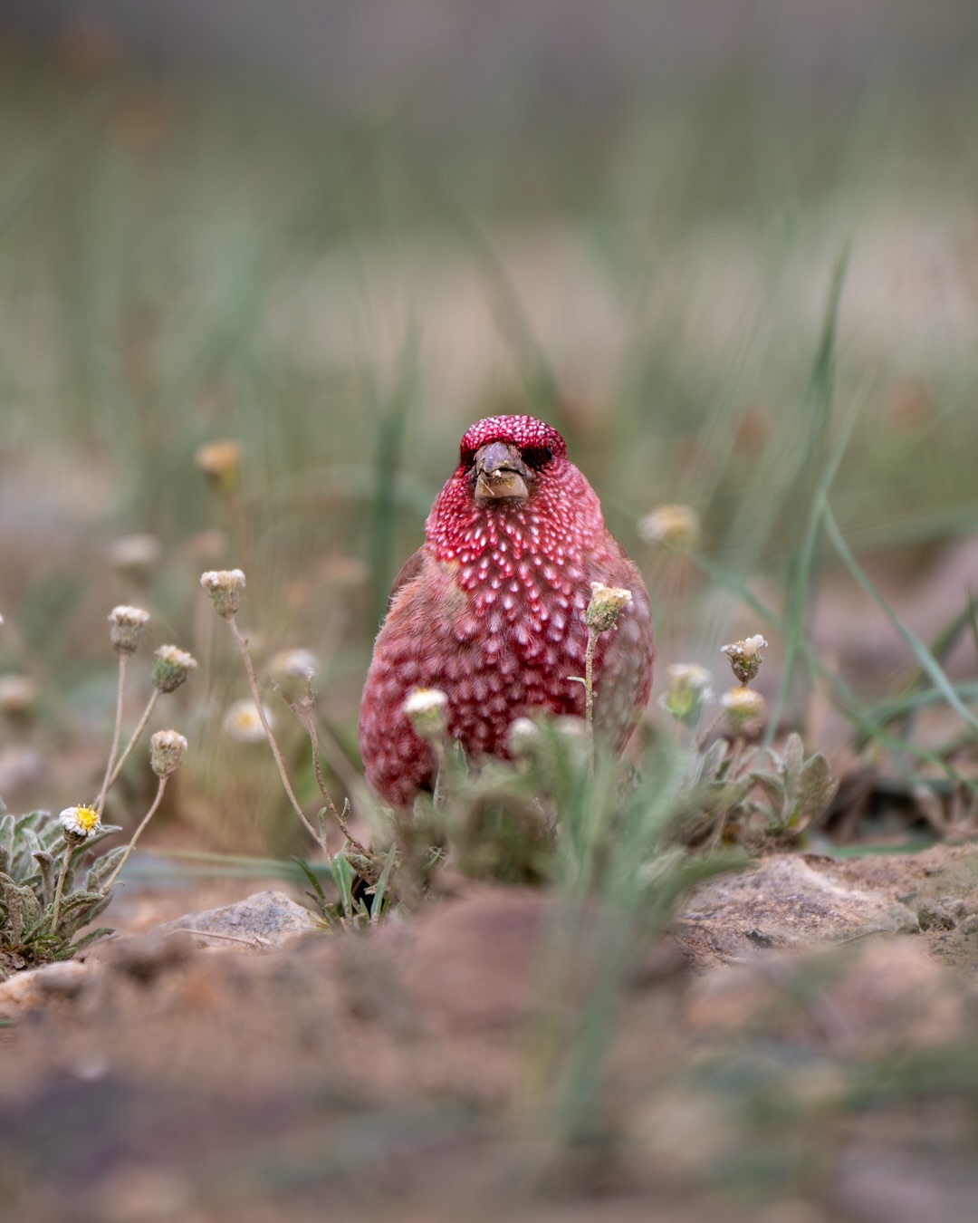 If you’re an avid traveller looking for a unique and offbeat destination, then Gumbok Rangan in the Lungnak Valley of Zanskar is a place you should not miss. Located in the remote region of Ladakh, Gumbok Rangan is an isolated village that offers a serene and untouched experience to its visitors.
.
#Zanskar #GumbokRangan #WildHimalaya
#indianwildlife #indianbirds