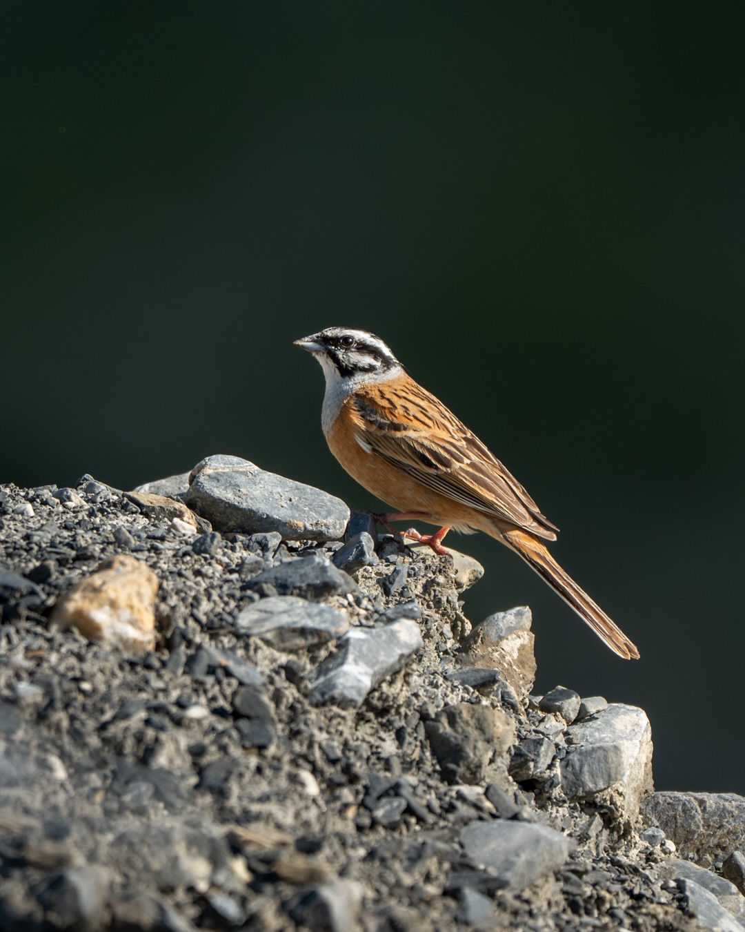 If you’re an avid traveller looking for a unique and offbeat destination, then Gumbok Rangan in the Lungnak Valley of Zanskar is a place you should not miss. Located in the remote region of Ladakh, Gumbok Rangan is an isolated village that offers a serene and untouched experience to its visitors.
.
#Zanskar #GumbokRangan #WildHimalaya
#indianwildlife #indianbirds